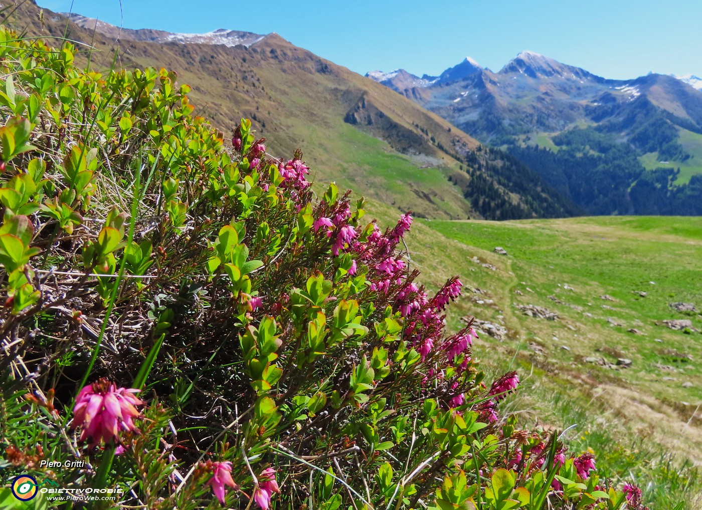 31 Erica carnea (Erica carnicina con vista in Arete-Valegino).JPG